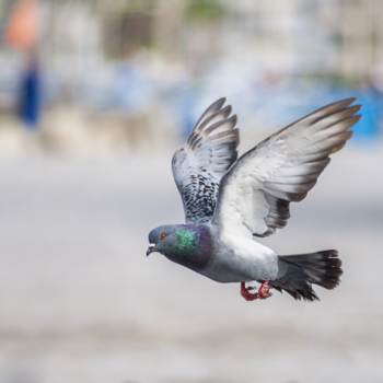 Pigeon control Lewisham