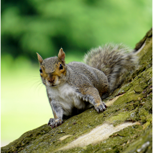 Squirrel Control Lewisham