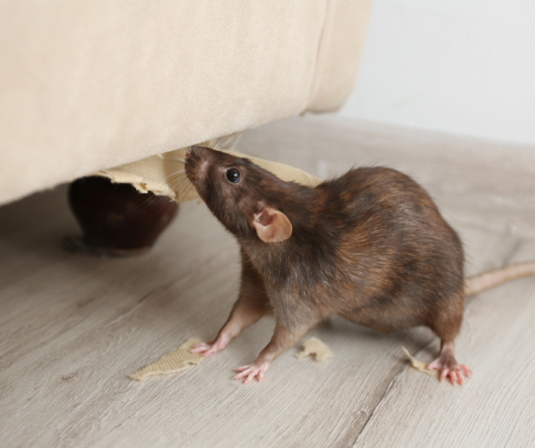 Affordable Rat Control Services Lewisham
