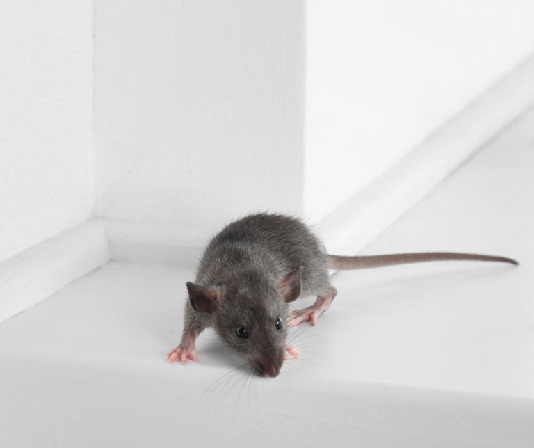 Preventing Mice In The House Lewisham