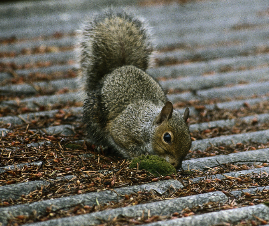 Squirrel Nest Removal Lewisham
